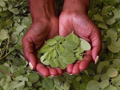 Grow Sub-tropical Moringa for Food and Fodder Image